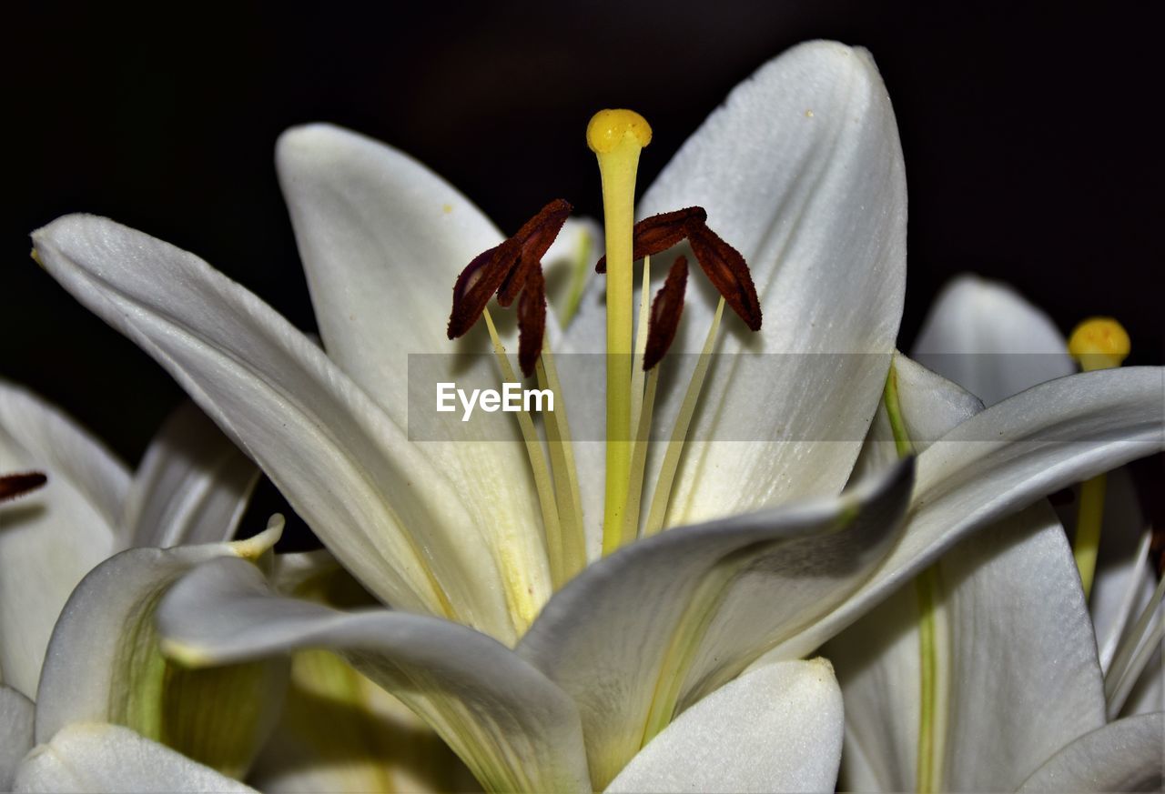 Close-up of white lily