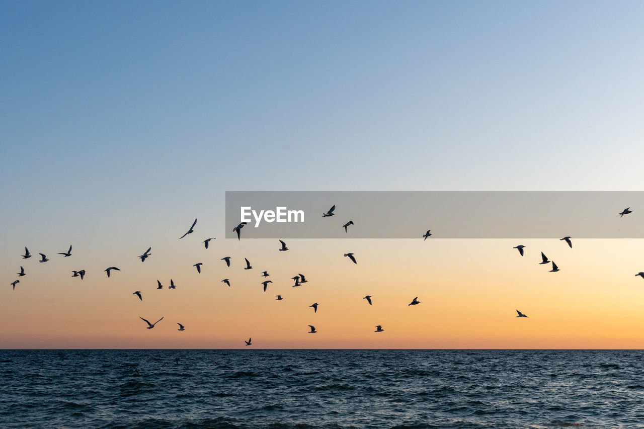 Bird over sea on evening time