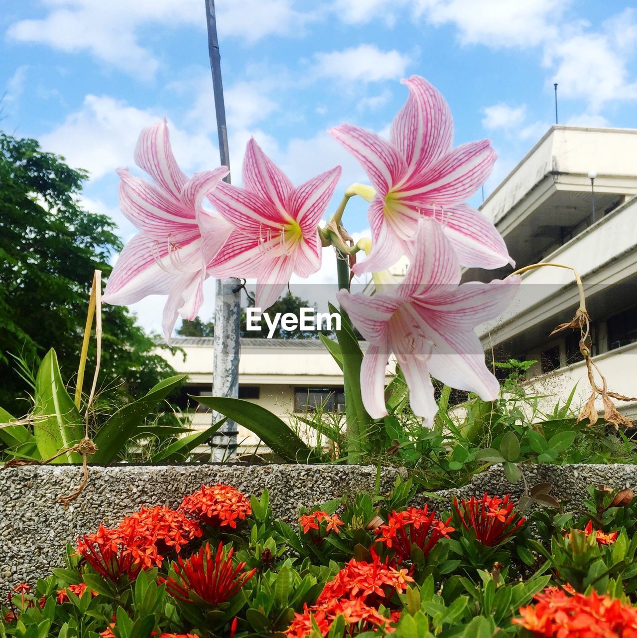 LOW ANGLE VIEW OF FLOWERS BLOOMING ON TREE