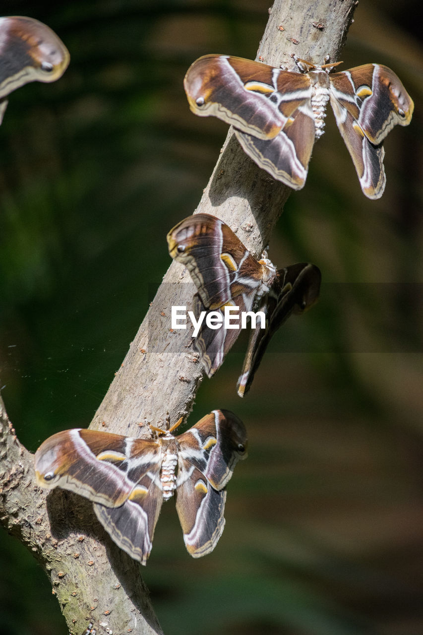 CLOSE-UP OF GRASSHOPPER PERCHING ON TREE