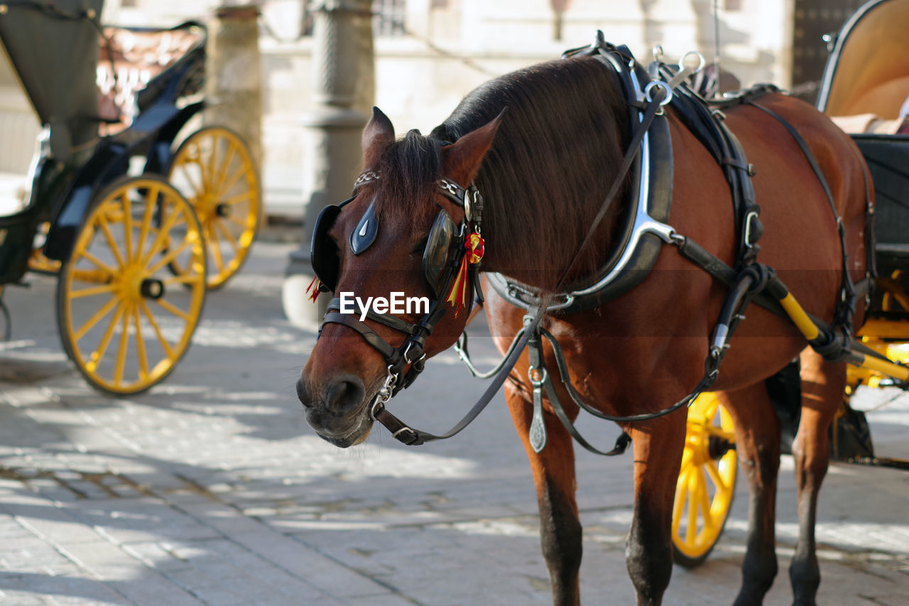 Horse cart in city