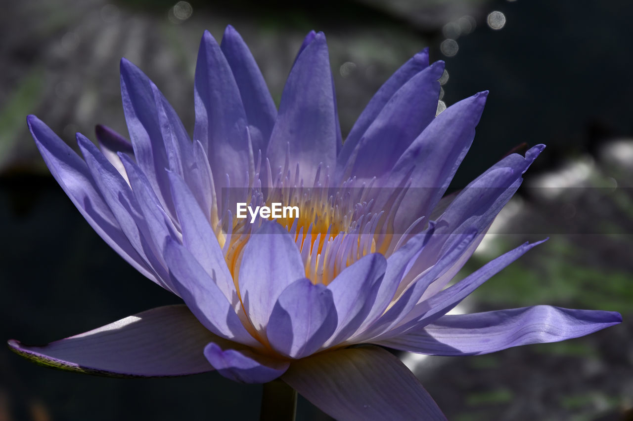flower, flowering plant, freshness, plant, beauty in nature, purple, fragility, petal, close-up, flower head, inflorescence, nature, growth, macro photography, water, water lily, blossom, focus on foreground, no people, pollen, outdoors, botany, blue, crocus, springtime, pond