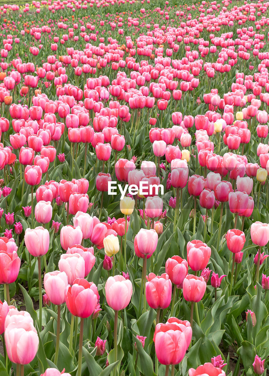 FULL FRAME SHOT OF PINK TULIPS