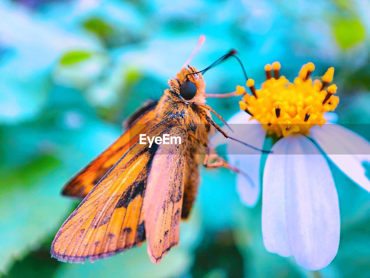 CLOSE-UP OF BUTTERFLY ON FLOWER