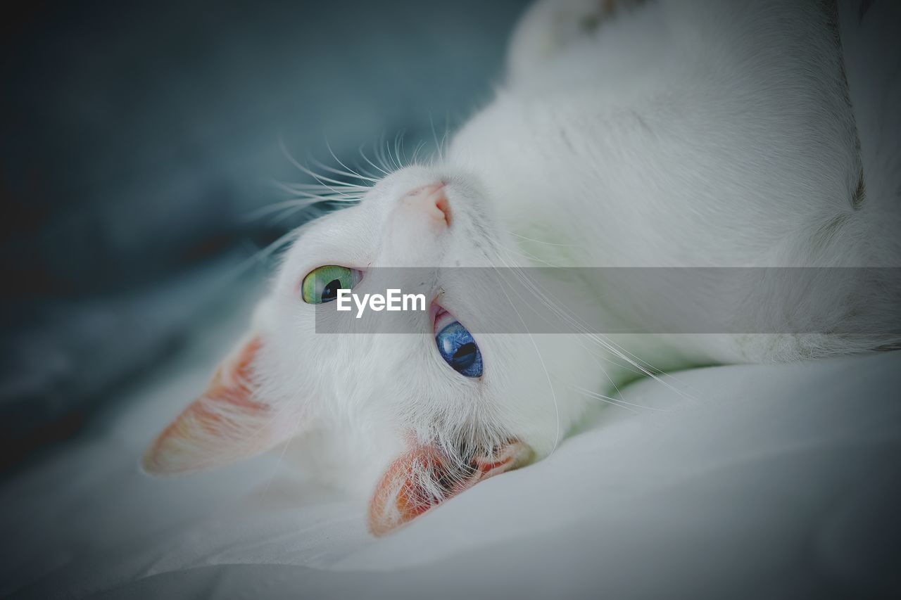 Close-up of a white cat with beautiful eyes 