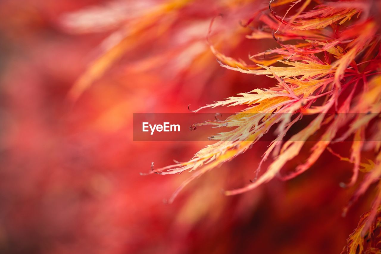 Close-up of red leaf during autumn
