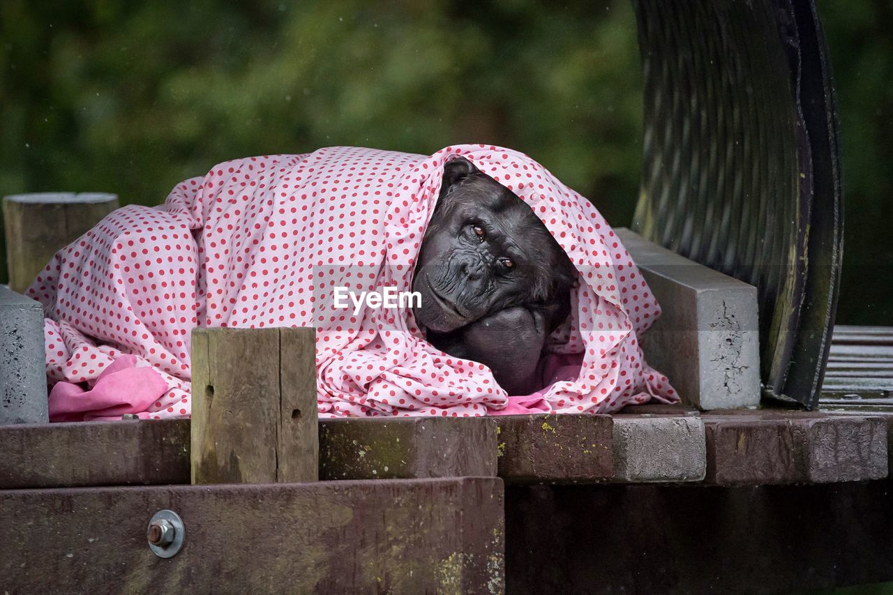 Portrait of chimpanzee with blanket lying on wooden table