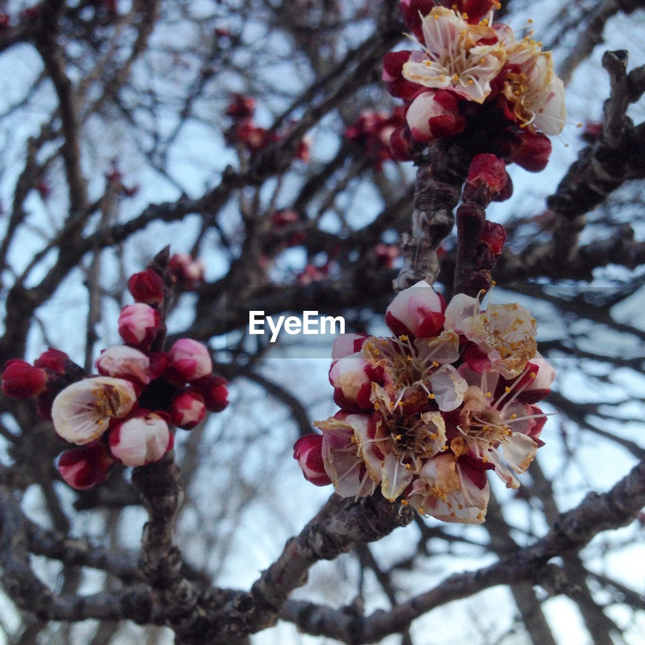 LOW ANGLE VIEW OF CHERRY BLOSSOMS