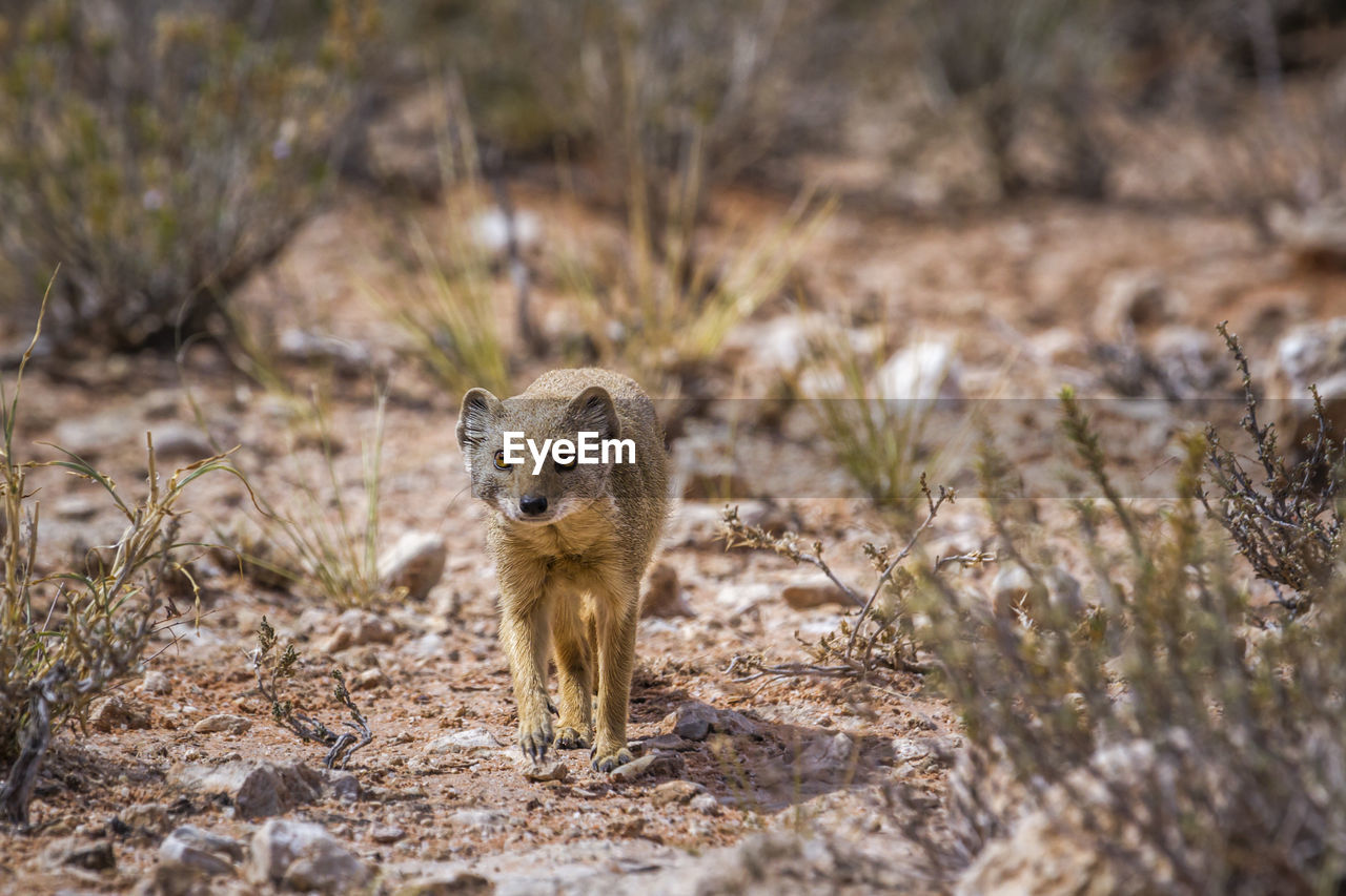 Yellow mongoose walking in front view in kgalagadi transfrontier park, south africa