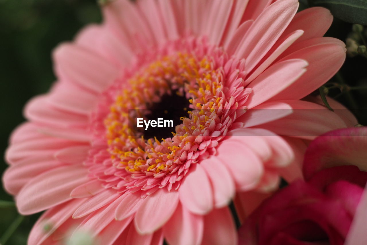 Close-up of pink flower blooming outdoors