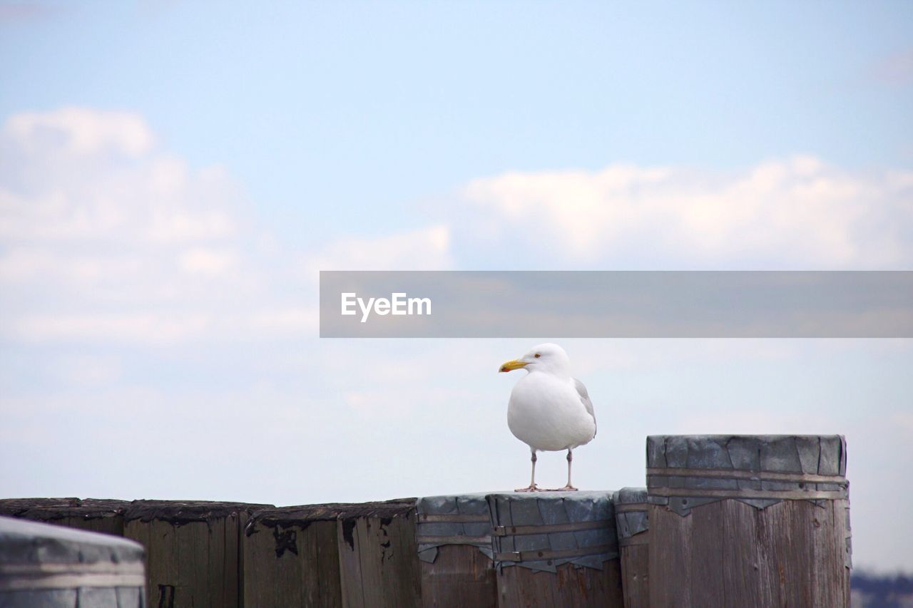 LOW ANGLE VIEW OF SEAGULLS PERCHING ON WALL