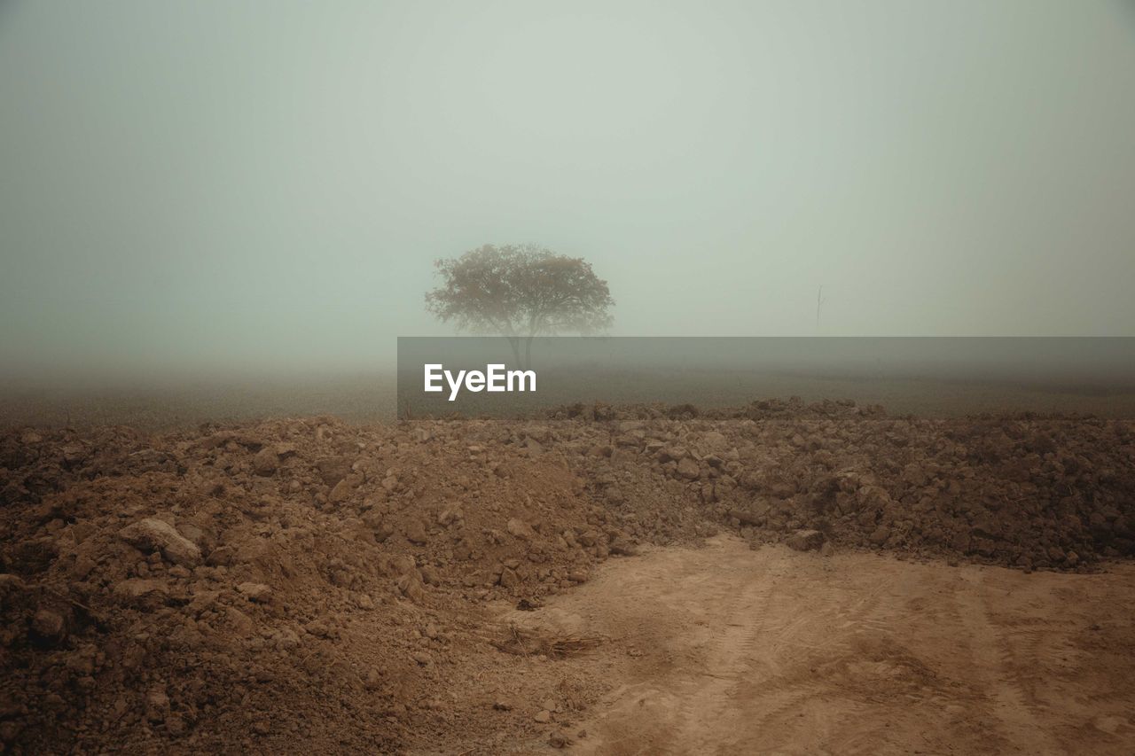 TREES IN FIELD AGAINST CLEAR SKY