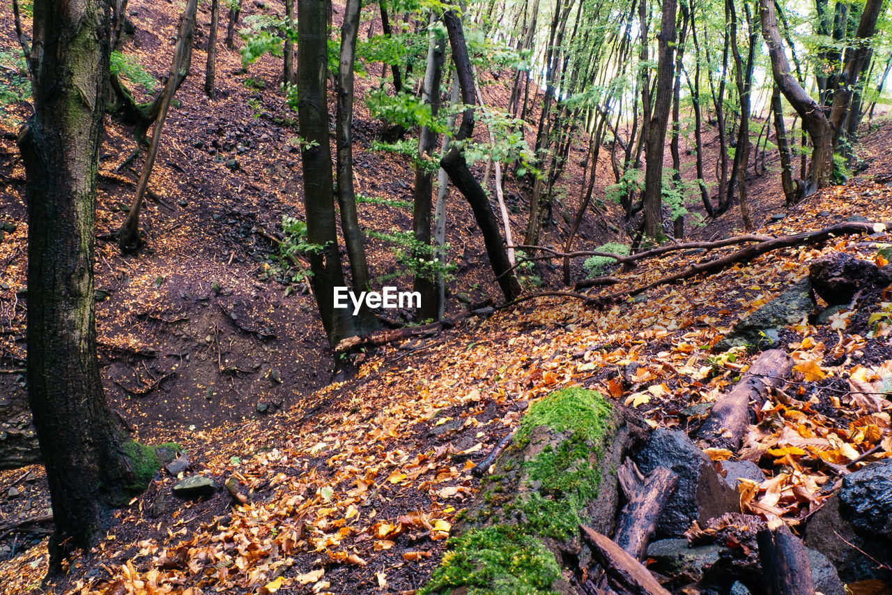 TREES AND FOREST