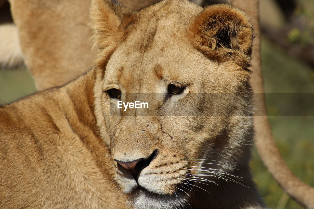 CLOSE-UP PORTRAIT OF TIGER