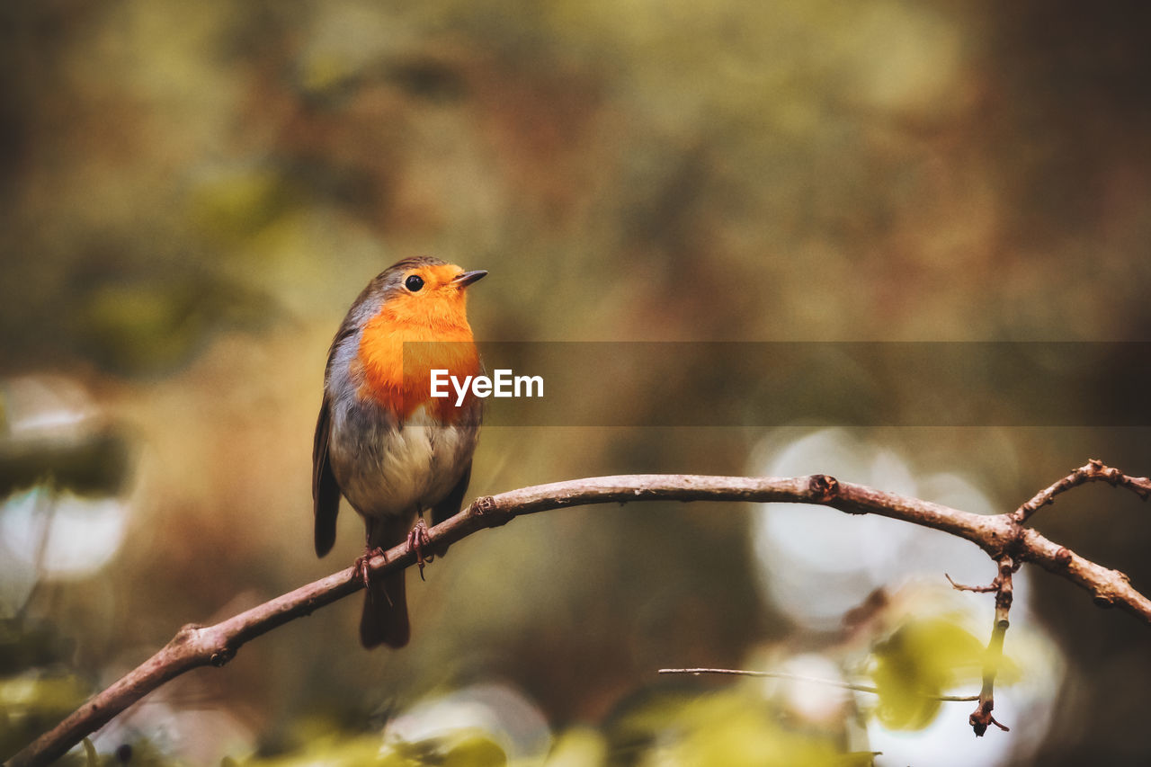 European robin erithacus rubecula sitting on a branch.