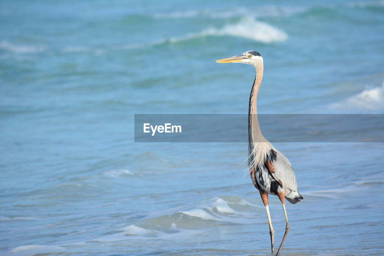 Heron perching on shore at beach