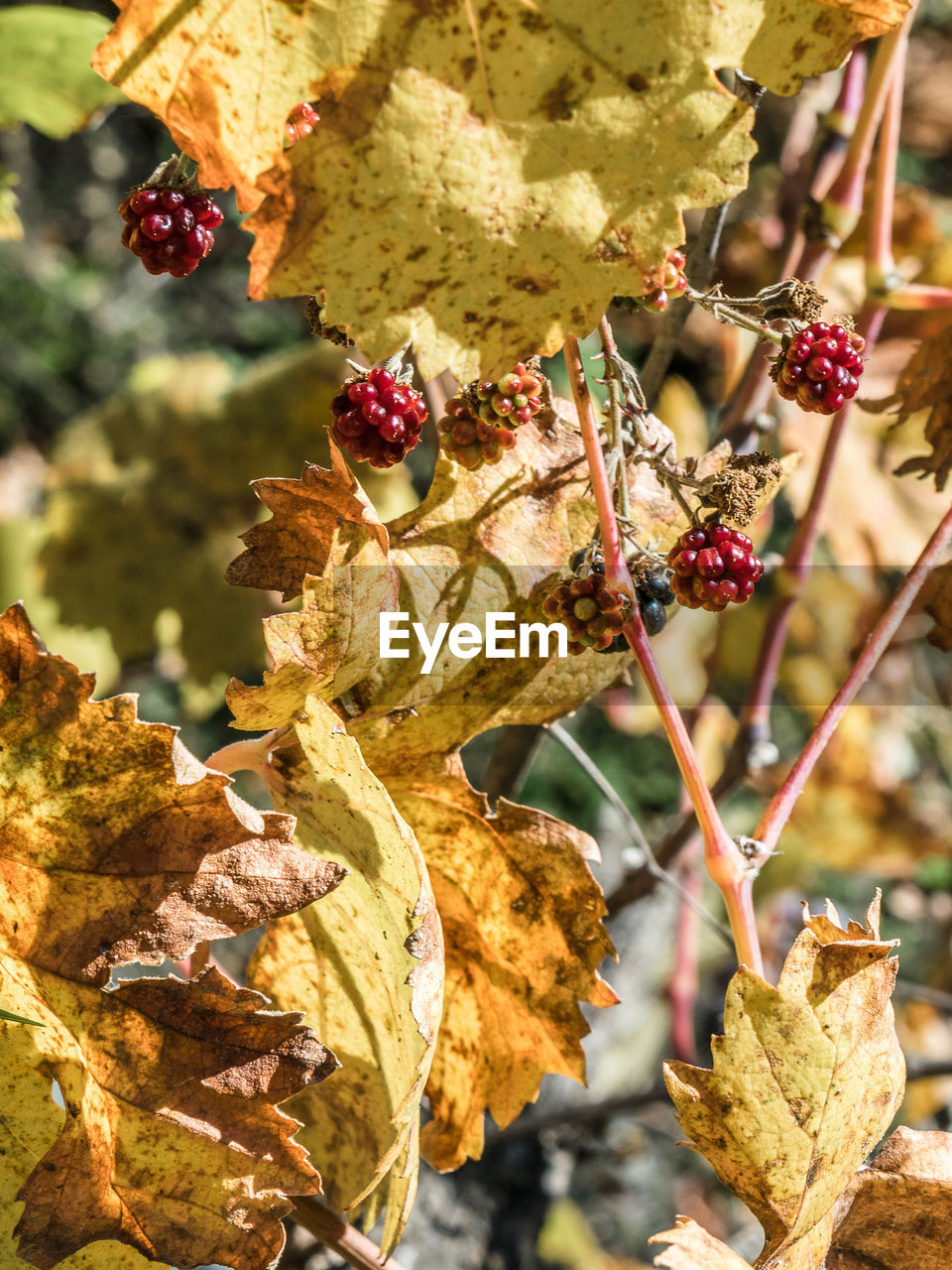 CLOSE-UP OF FRUITS GROWING ON TREE