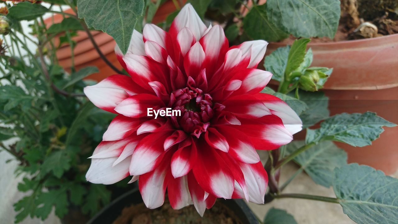 CLOSE-UP OF FLOWERS