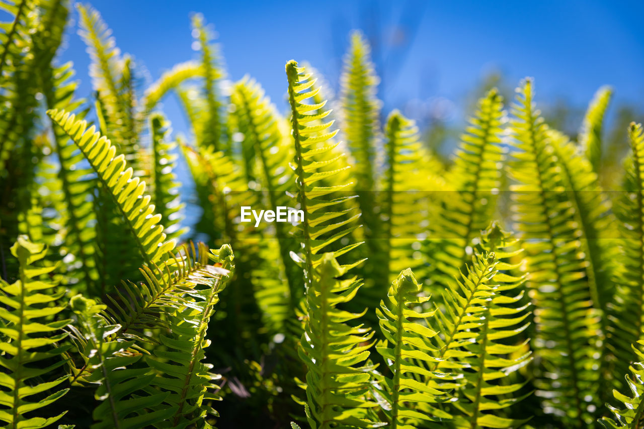 CLOSE-UP OF FERN LEAVES