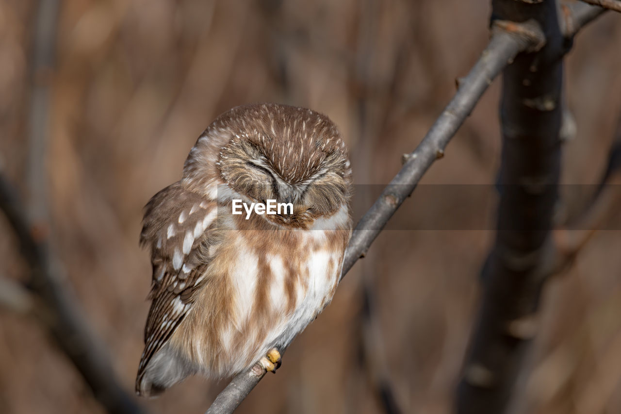 Close-up of owl perching on branch