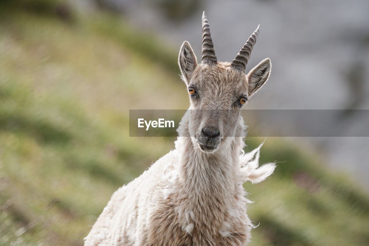 Ibex capra, haute-savoie, france