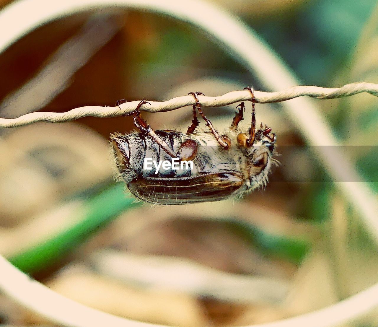 CLOSE-UP OF CATERPILLAR