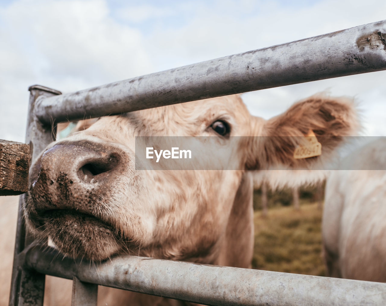 Close-up of cow