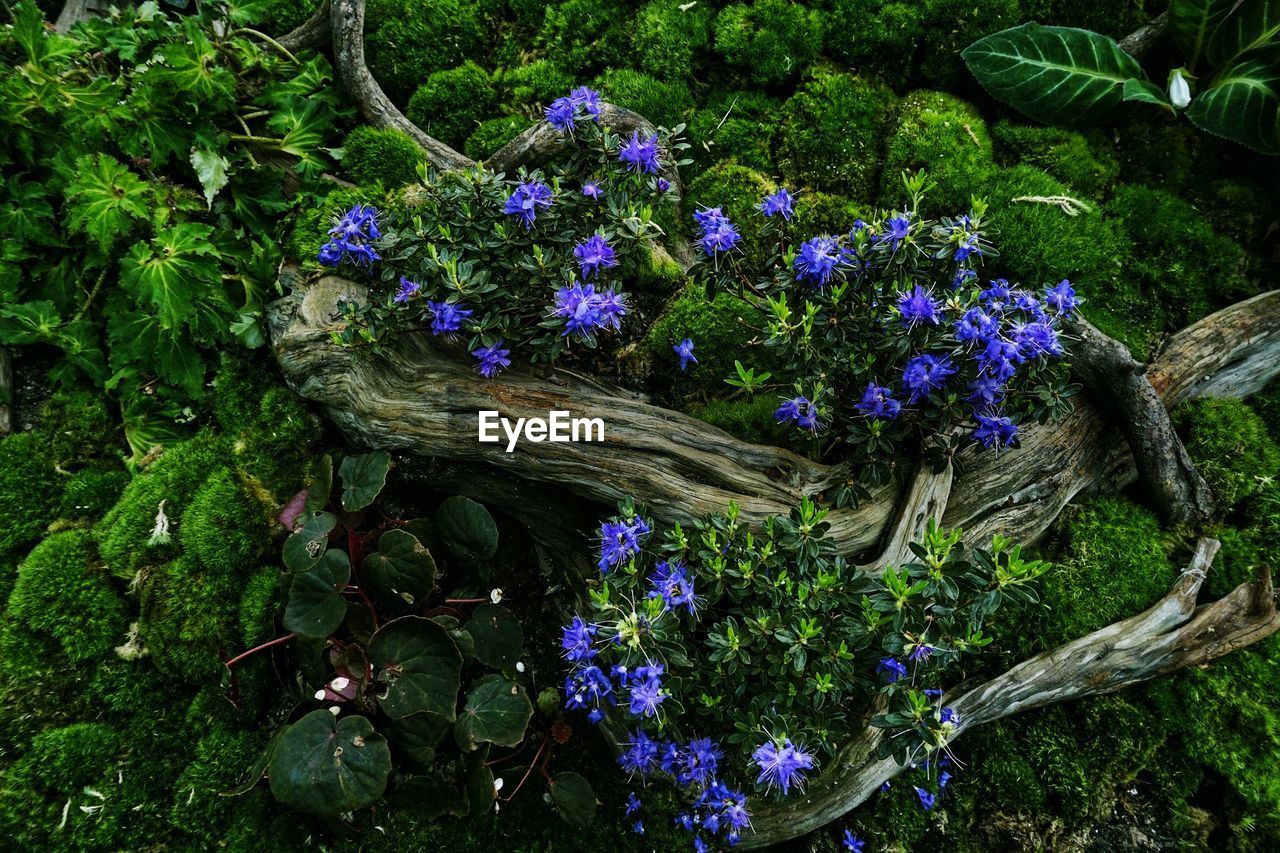 CLOSE-UP OF PURPLE FLOWERING PLANTS ON LAND