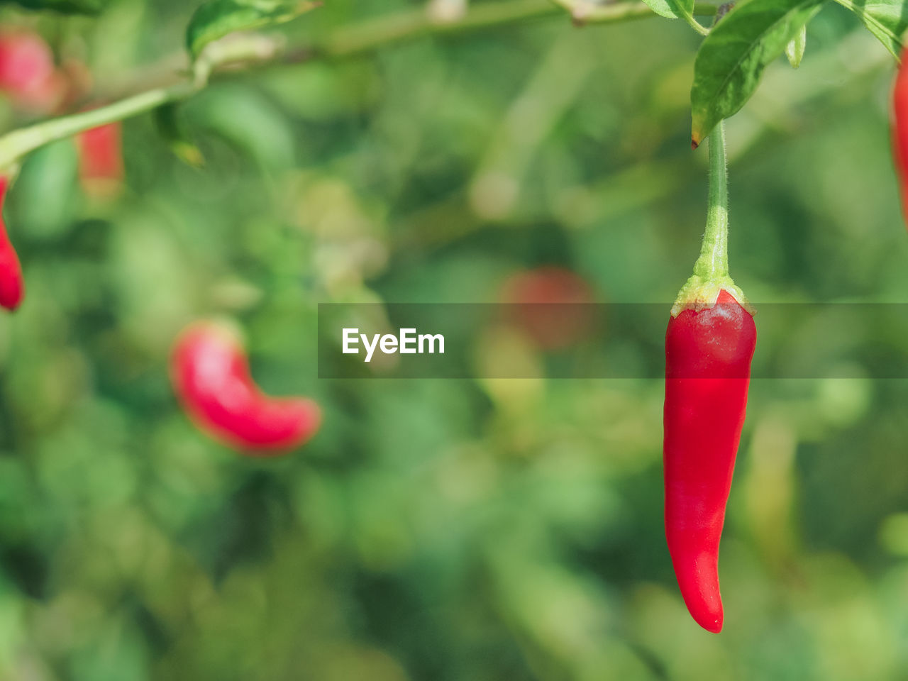 Close-up of red chili peppers growing on plant