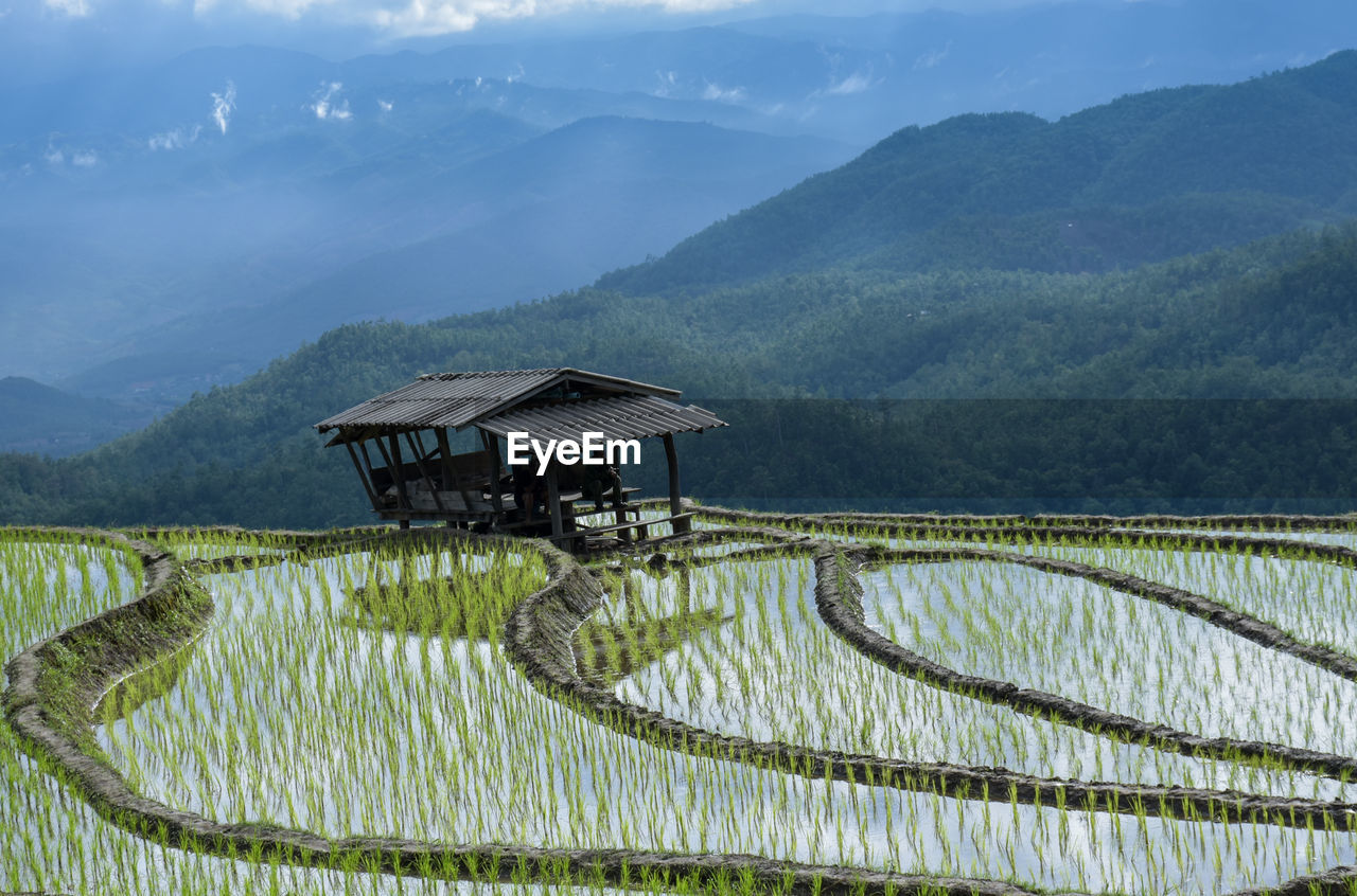 Scenic view of rice paddy by mountains against sky