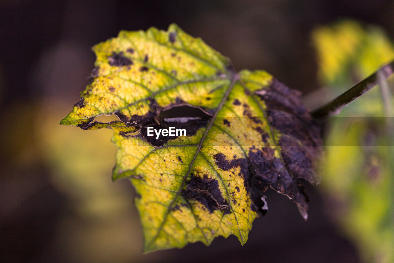 Close-up of dry maple leaf on water