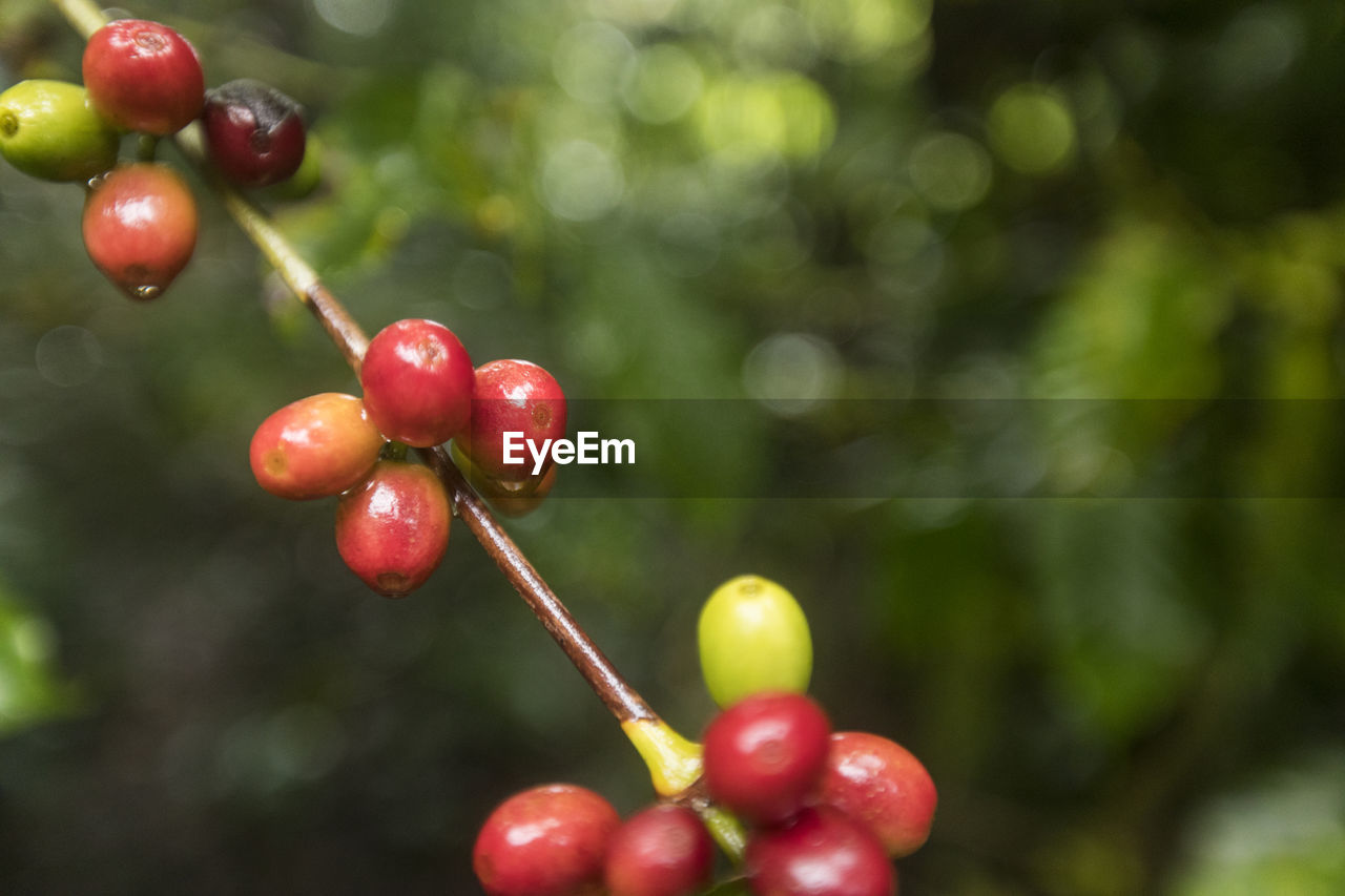 Raw red coffee beans growing on coffee plant