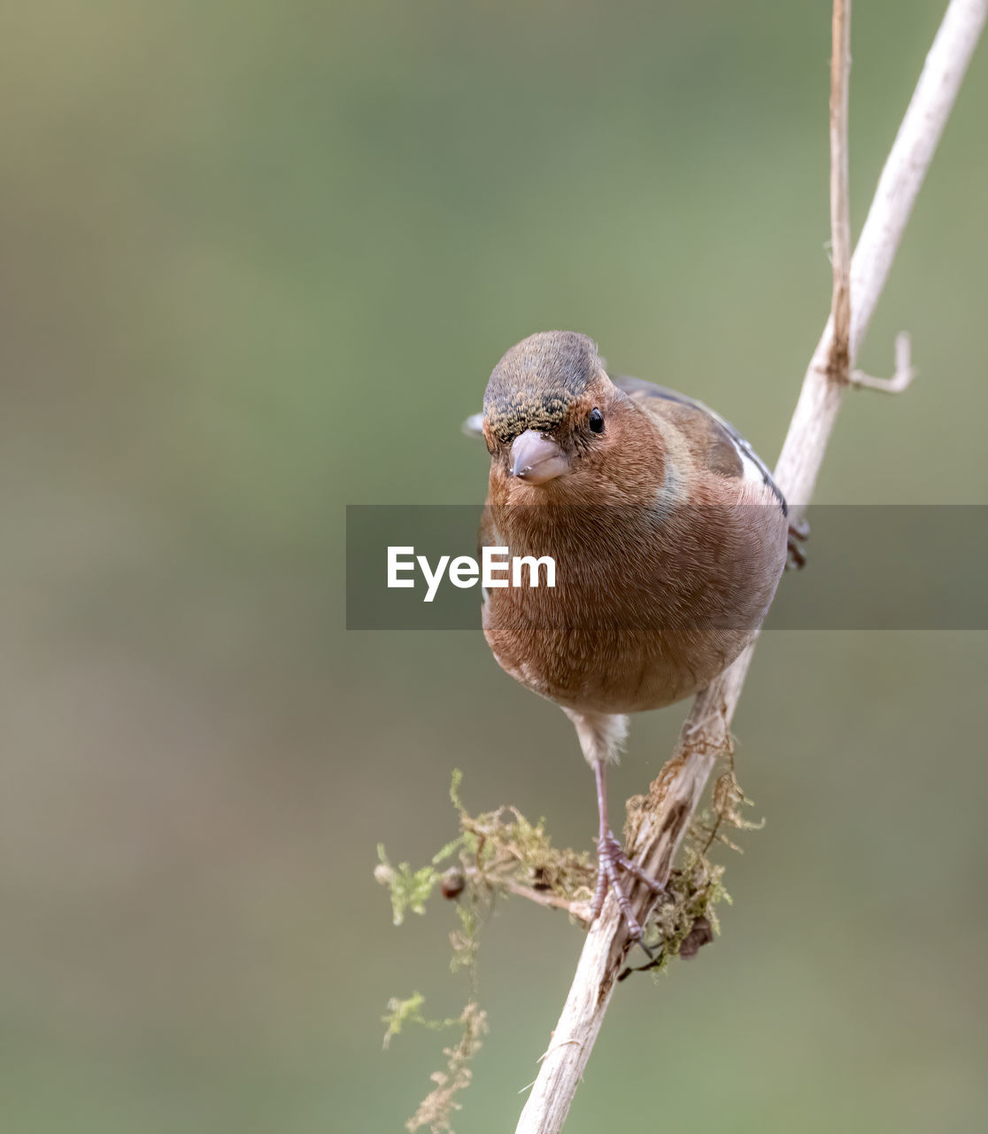 CLOSE-UP OF A BIRD PERCHING ON TWIG