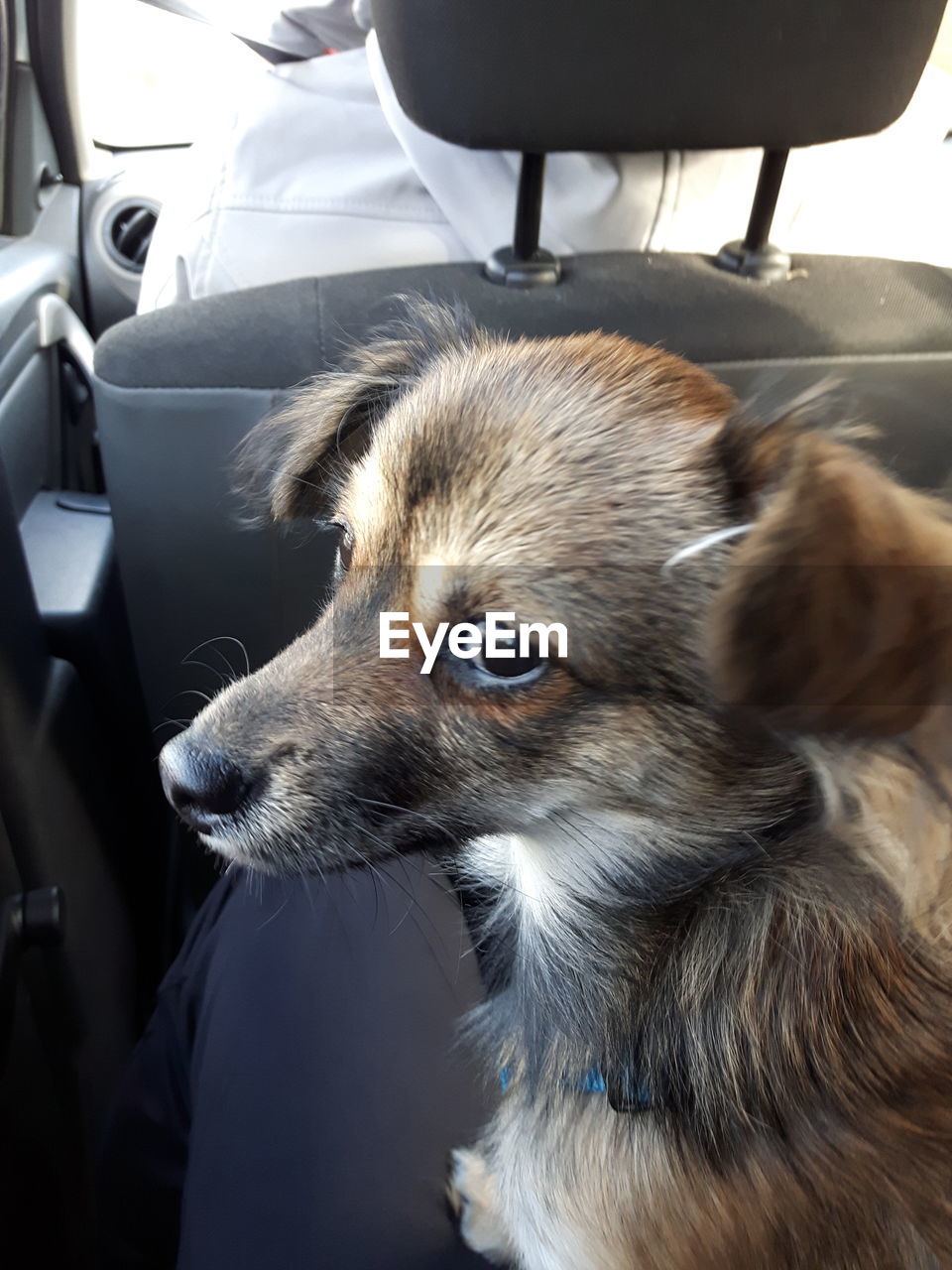 CLOSE-UP OF DOG IN CAR