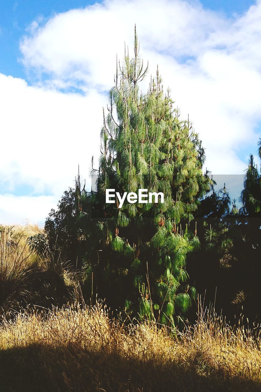 VIEW OF TREES ON FIELD AGAINST SKY