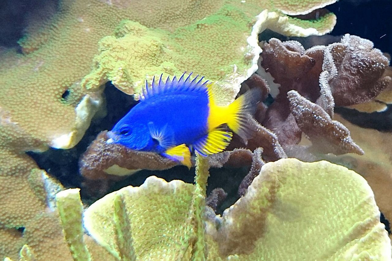 HIGH ANGLE VIEW OF FISH UNDERWATER