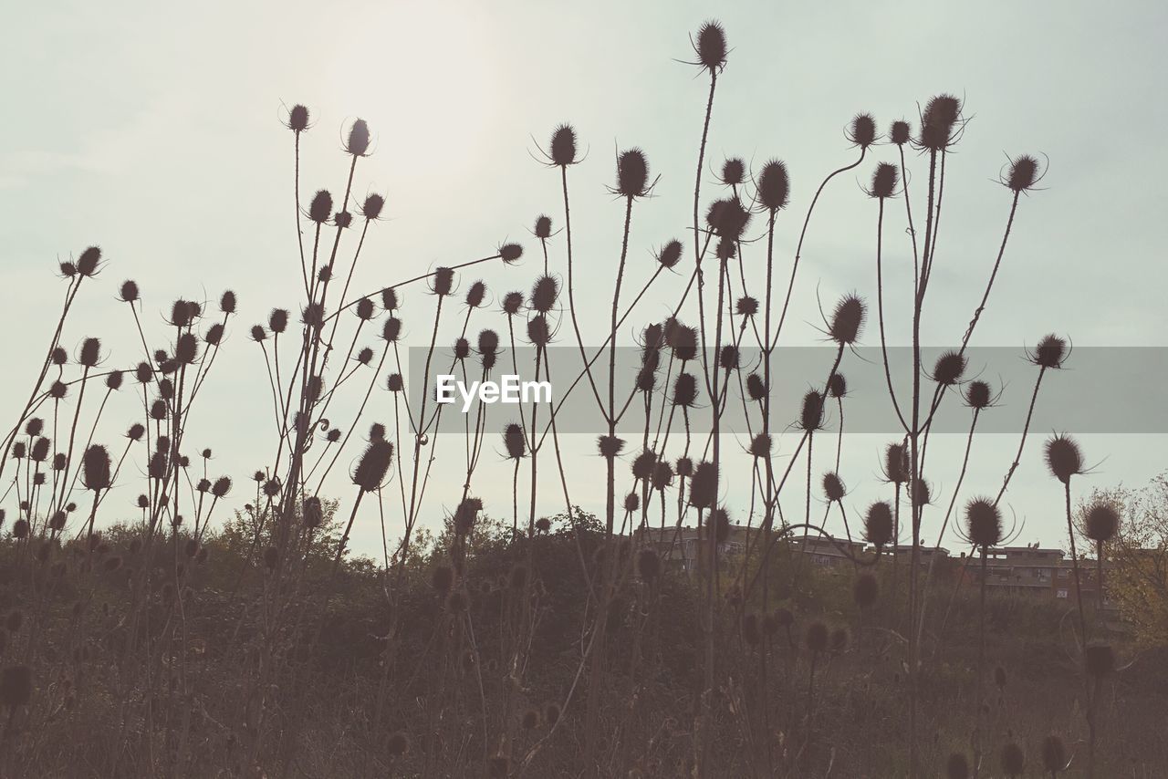 Low angle view of plants growing on field against sky