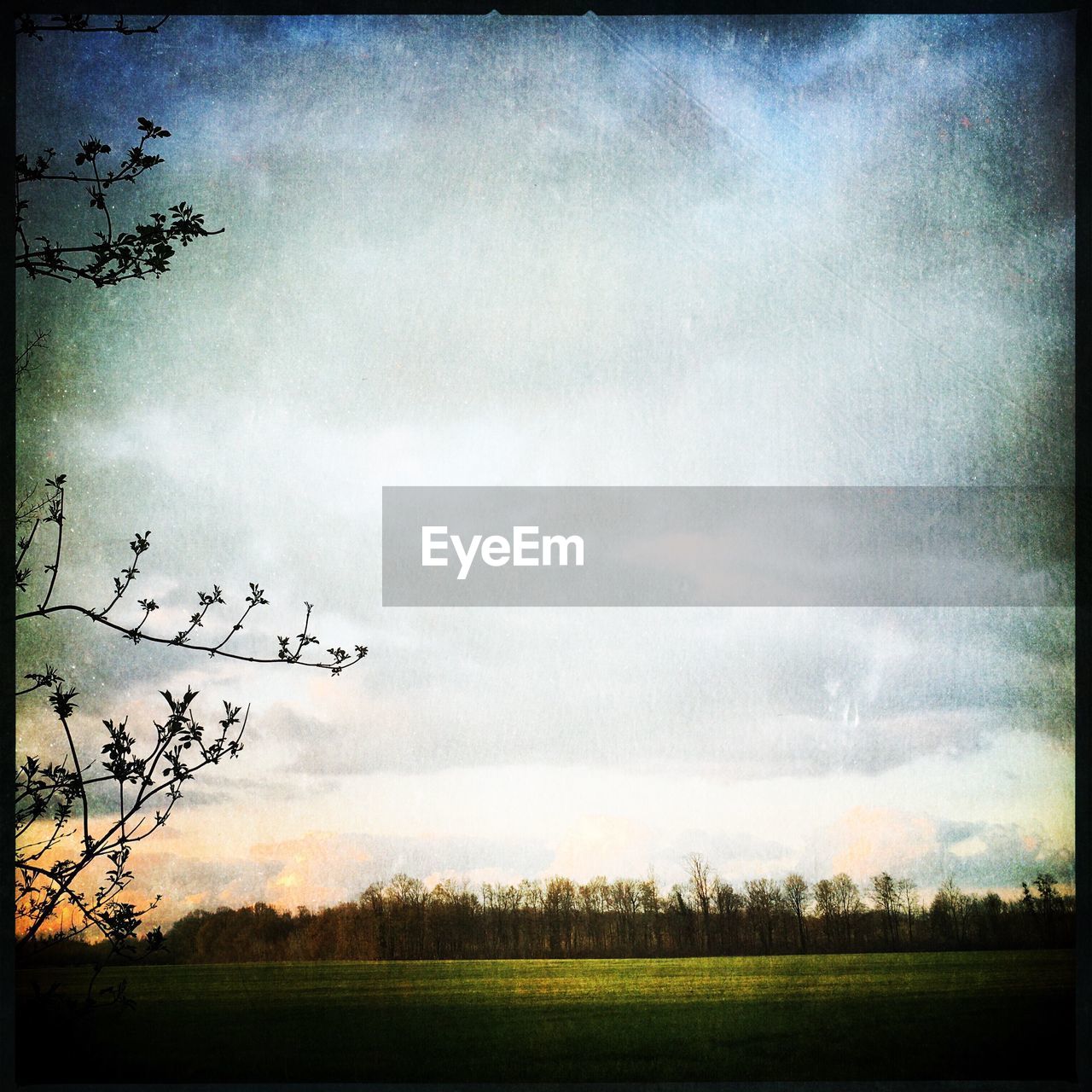 TREES ON GRASSY FIELD AGAINST CLOUDY SKY