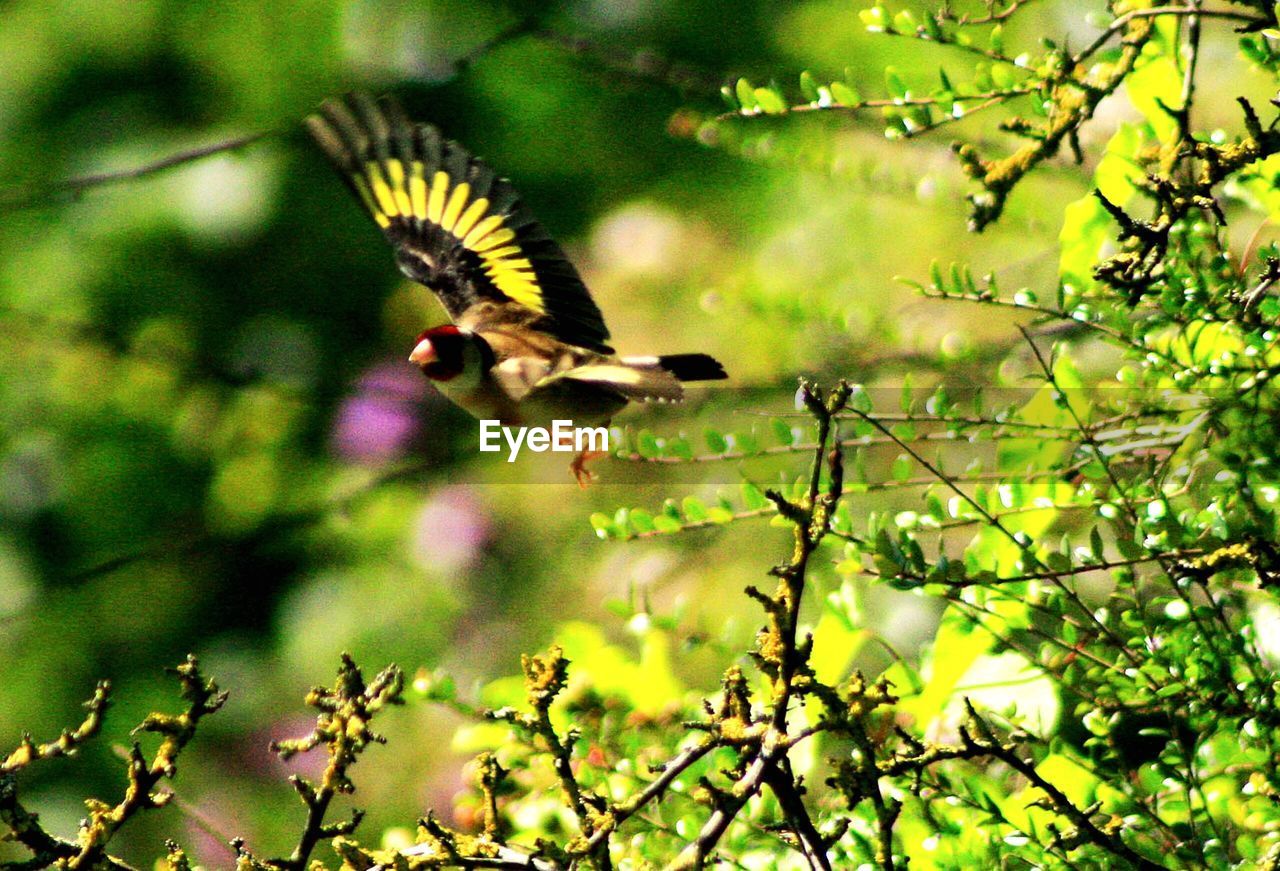 CLOSE-UP OF BIRD FLYING BY TREE