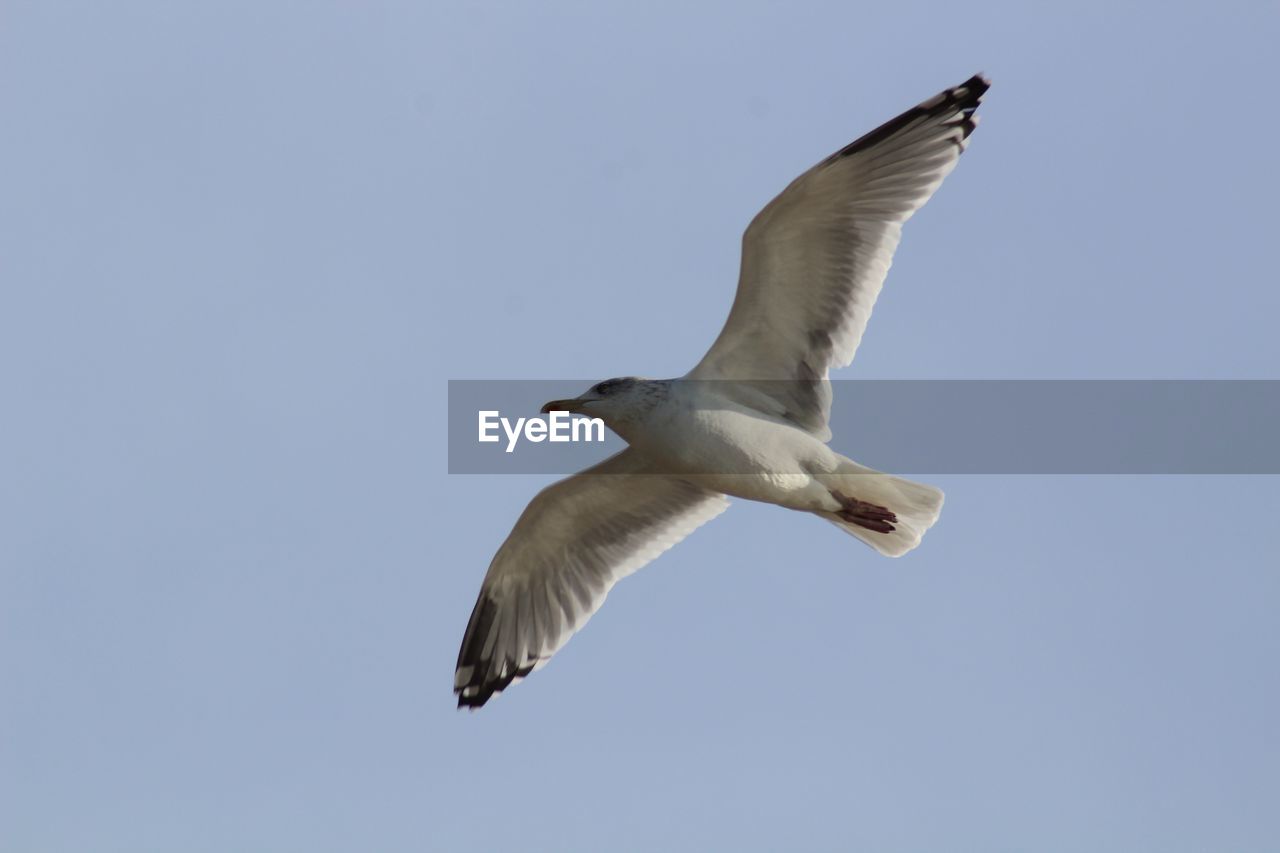 LOW ANGLE VIEW OF SEAGULL FLYING