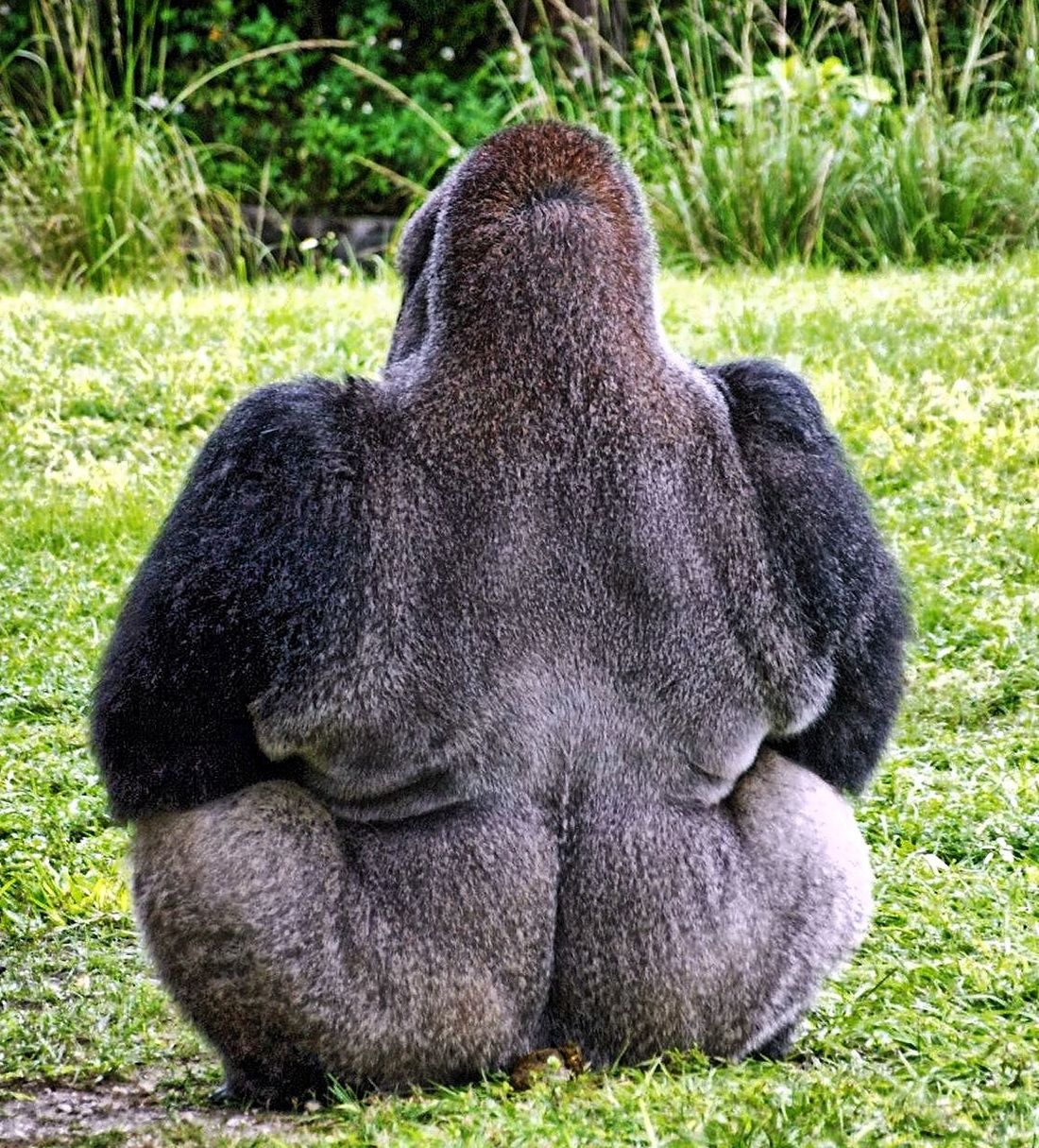 Rear view of gorilla sitting on grass
