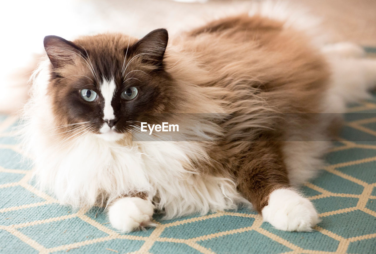 PORTRAIT OF A CAT LYING ON THE FLOOR