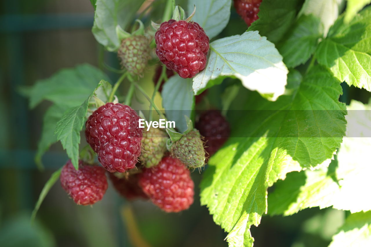 Close-up of strawberries on plant