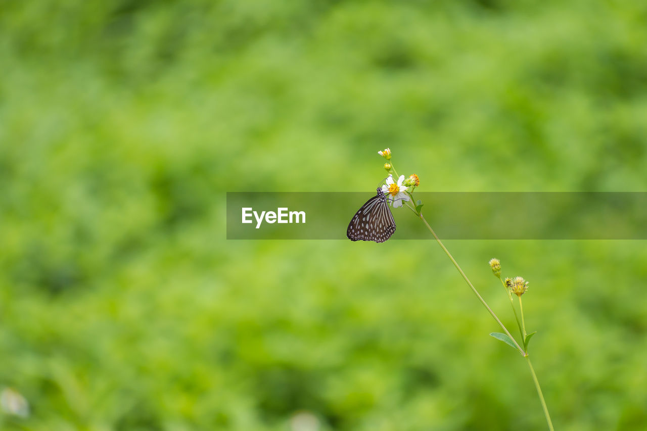 Butterfly on flower	
