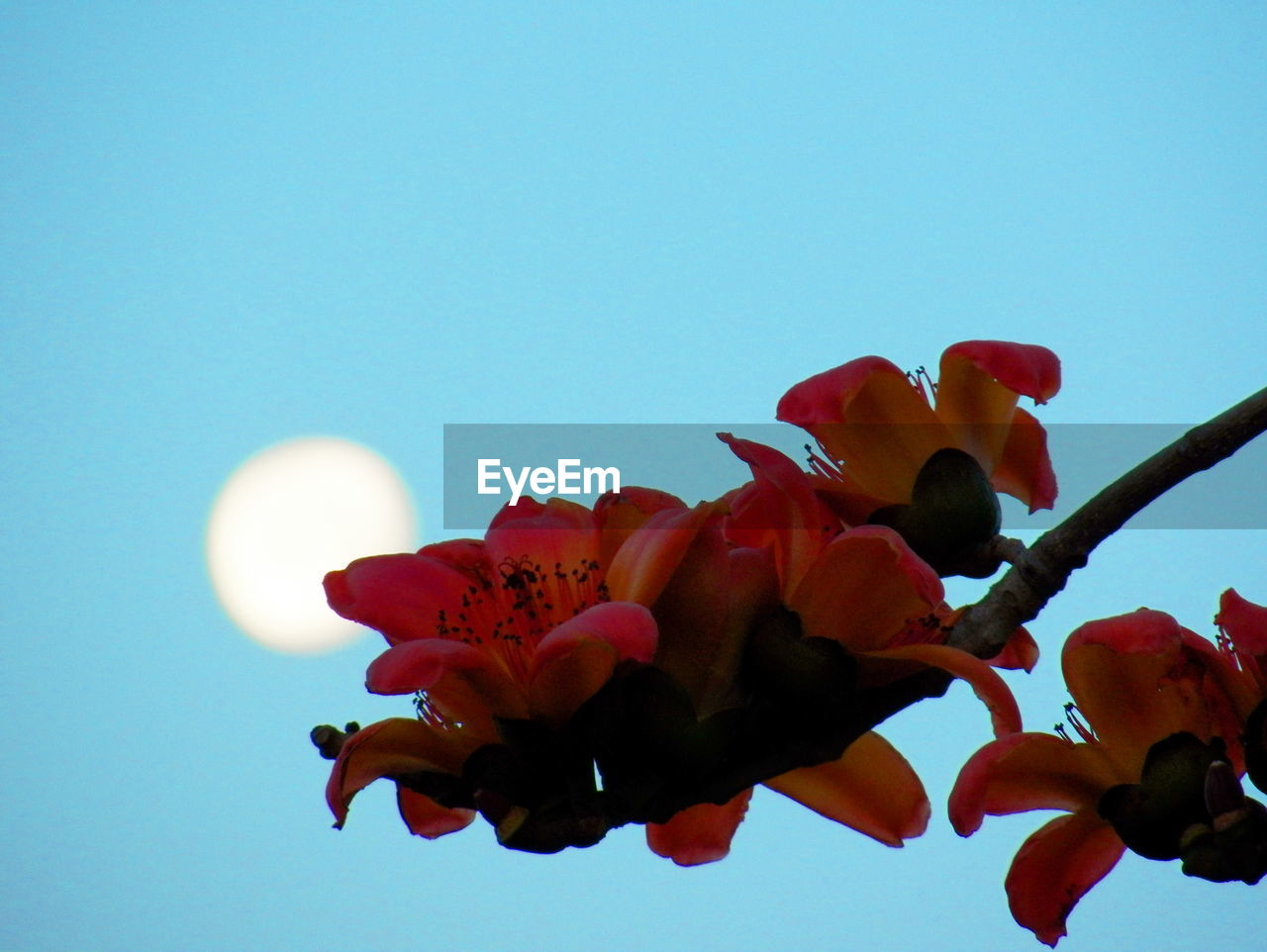 Branch with orange flowers against sky