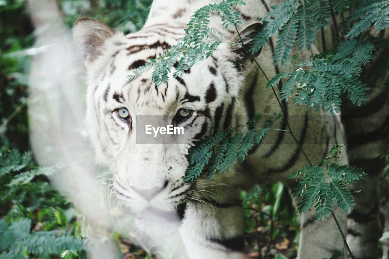 Portrait of white tiger