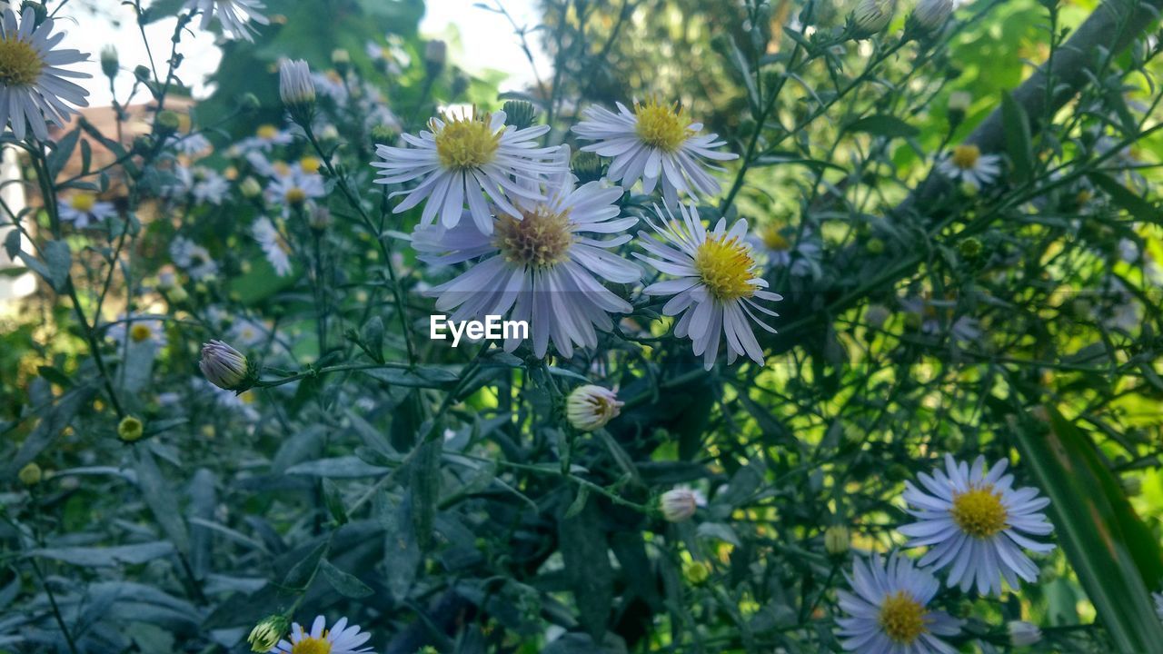 CLOSE-UP OF FLOWERS BLOOMING