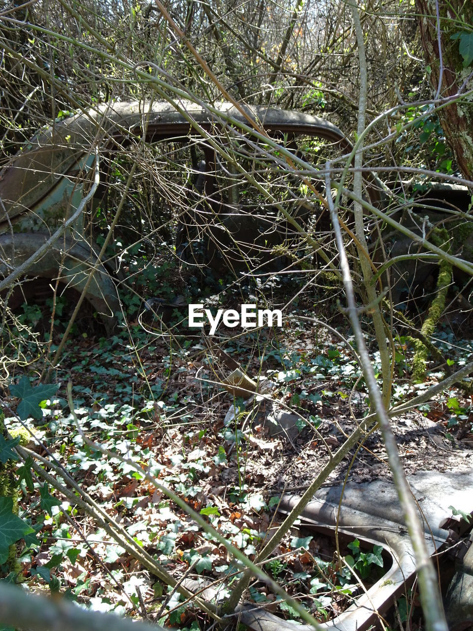 LOW ANGLE VIEW OF TREE AGAINST PLANTS