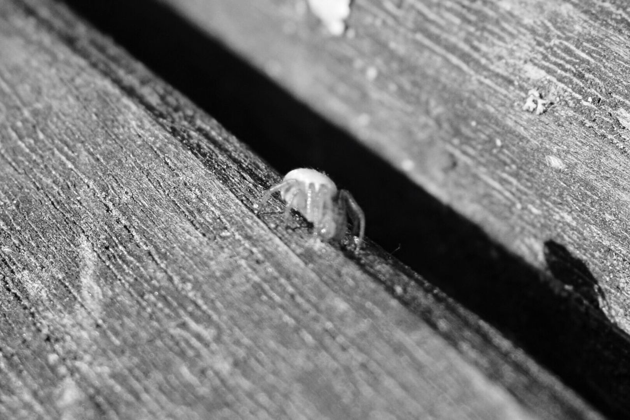 CLOSE-UP OF INSECT ON WALL