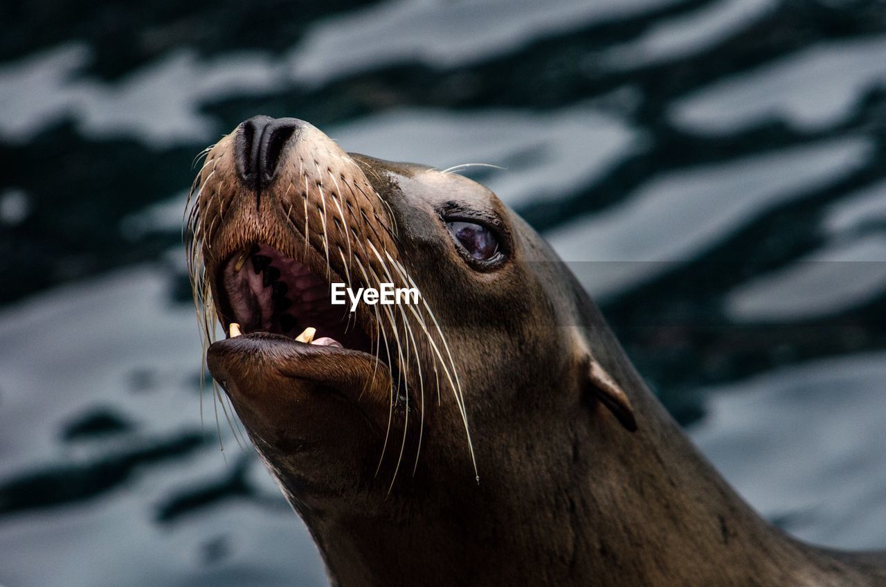 CLOSE-UP OF SEA LION IN THE WATER